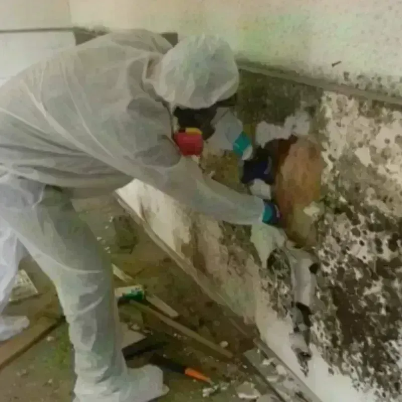 Mold Remediation and Removal in Gordon, NE